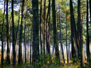 Tyrosse-Forêt-Pins-Phovoir